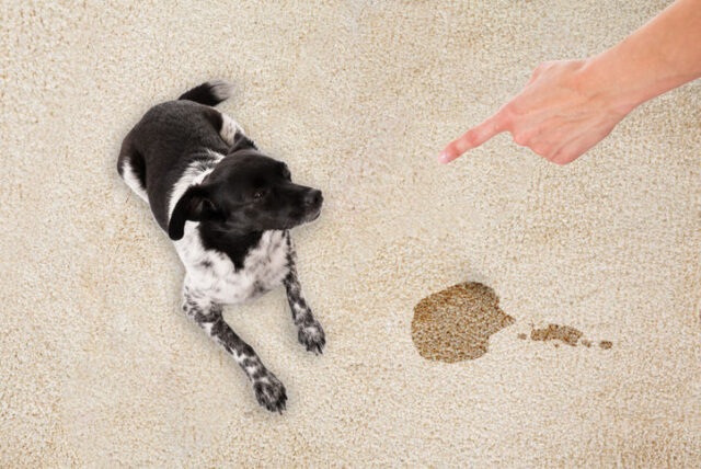 How to Keep Your House Clean When you Have Pets - Next Door Carpet Cleaning